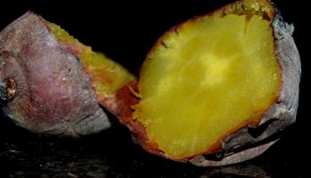 Aljezur expects to sell 12 tons of sweet potatoes and attract 15 thousand people