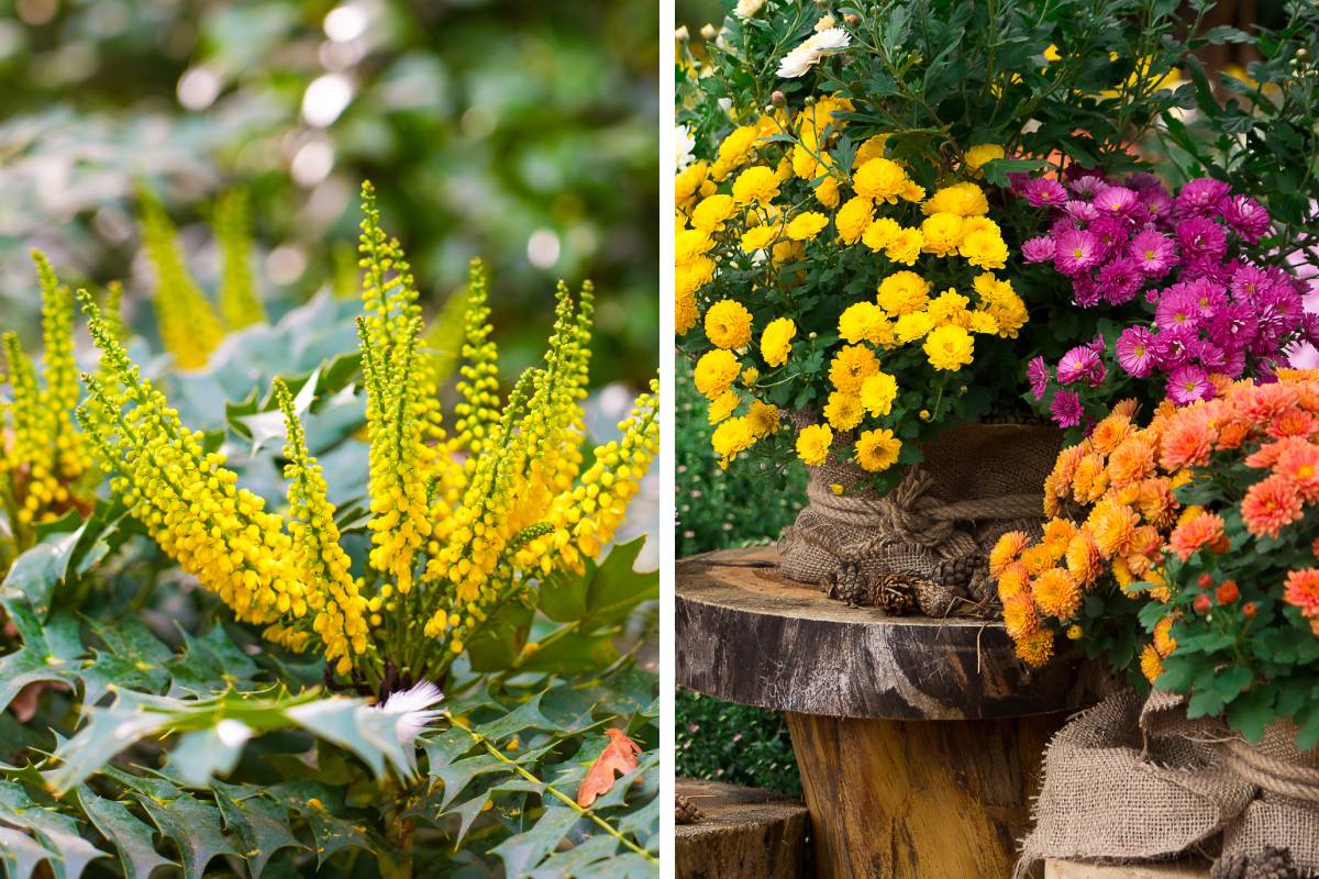 Mahonia japonica and Autumn Chrysanthemum which smell more after the rain