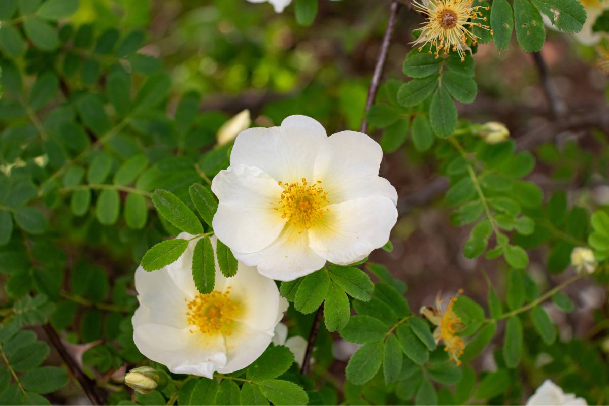 dog rose, among the flowers that smell after the rain