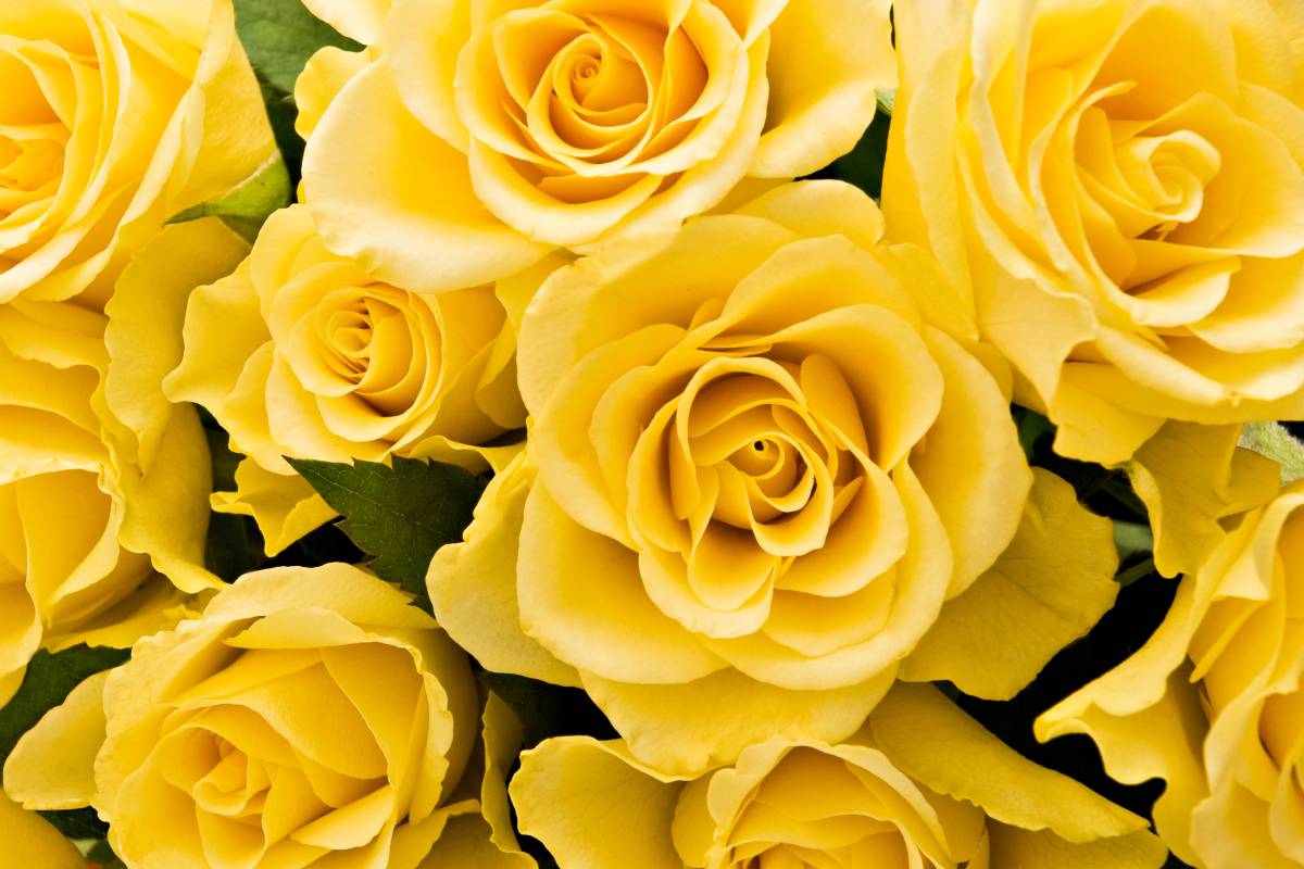 Yellow roses to give to special friends
