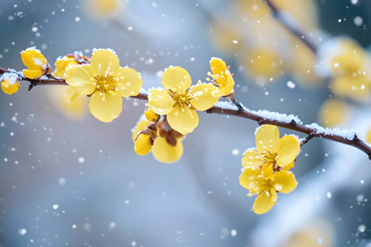 calicanto, resistant winter flower, to give as a gift