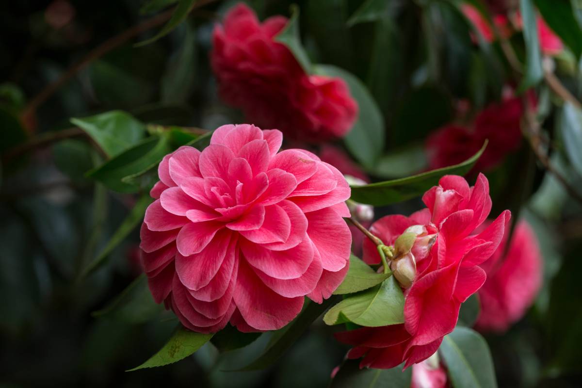 camellia japonica flowering from November to February