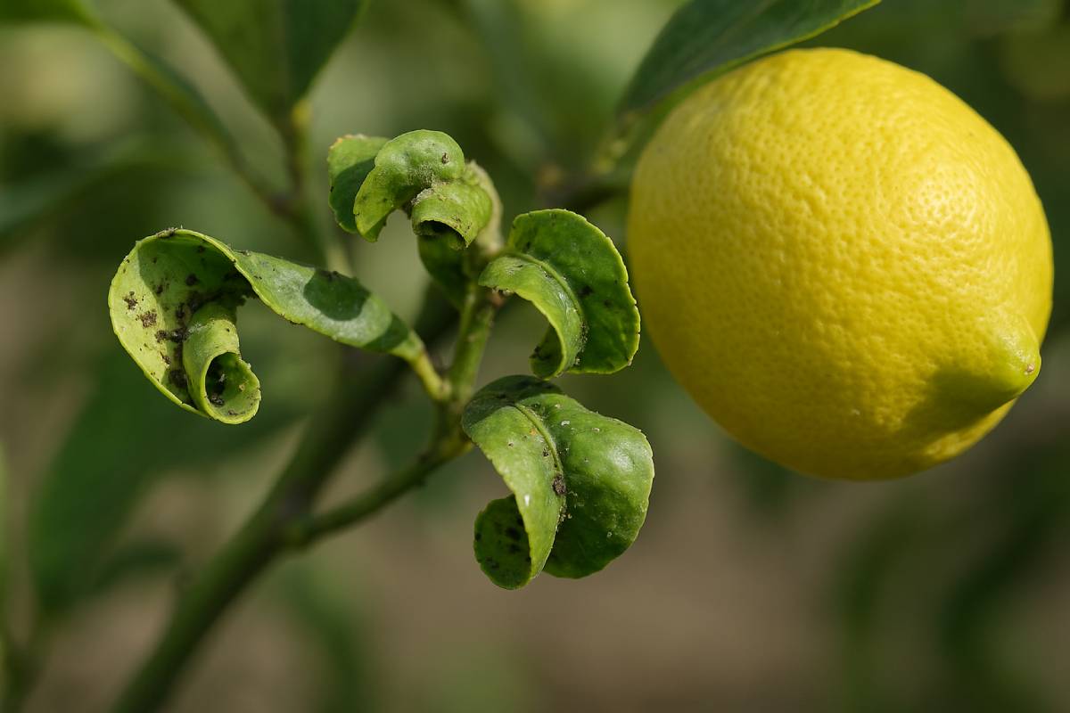 lemon plant with curled leaves