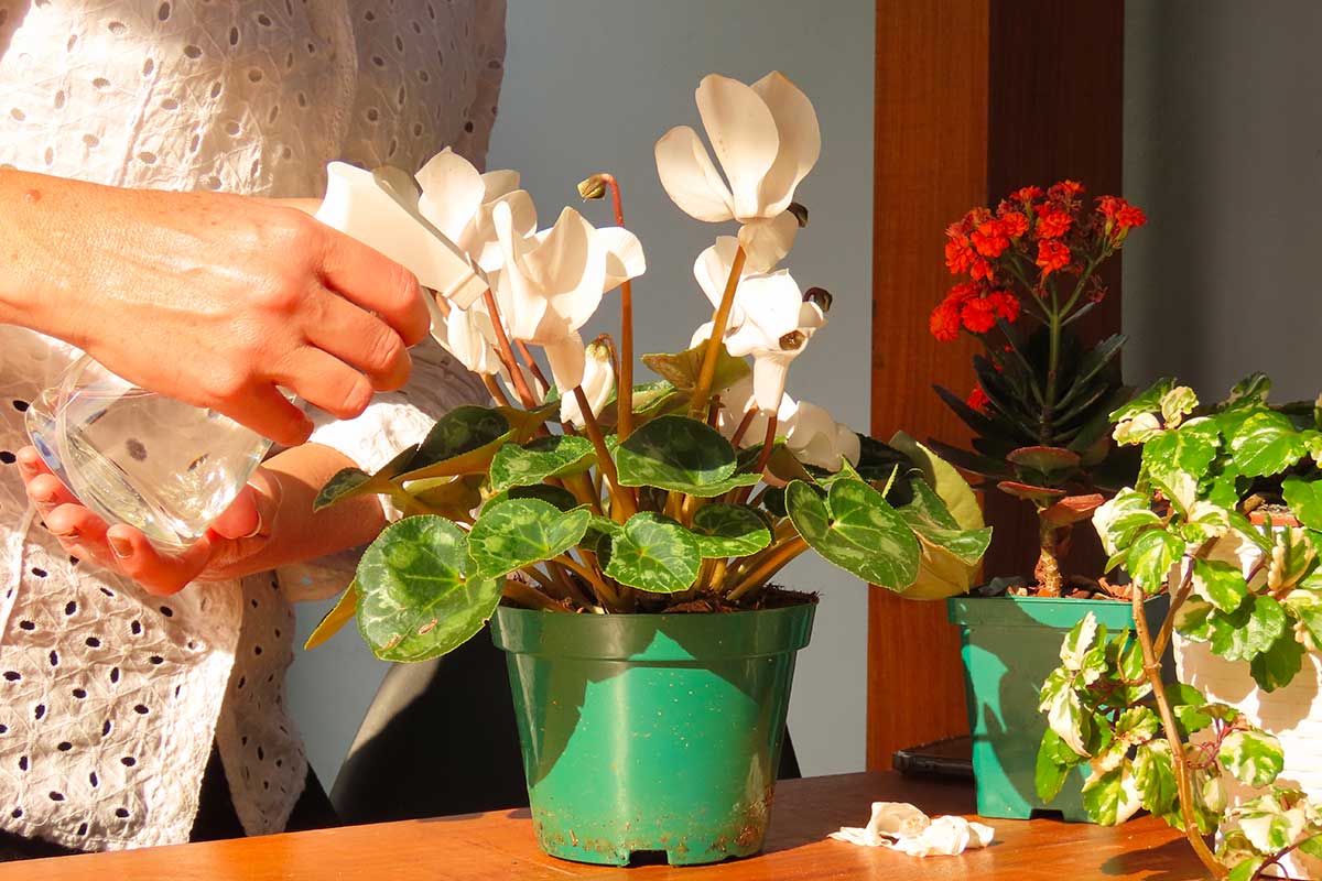 Cyclamen before winter: the gesture that everyone makes mistakes and which makes them wither in a few days