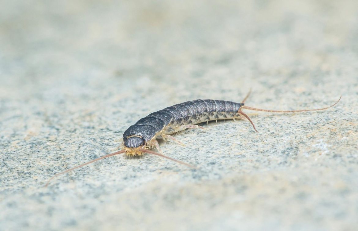Insects in the bathroom I put it in the bathroom and the silverfish run away in panic. A simple home method for catching fish

