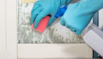 Fungus and mold in the house Mix with hydrogen peroxide and spray the mold on the wall. He'll eat her out in 20 minutes. How to get rid of mold on the wall