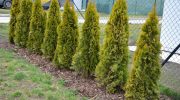 Garden for the winter You have until December 1 to do this with thujas. Without this treatment, you will see dry stalks in spring. How to prepare thuja for winter?