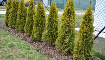 Garden for the winter You have until December 1 to do this with thujas. Without this treatment, you will see dry stalks in spring. How to prepare thuja for winter?