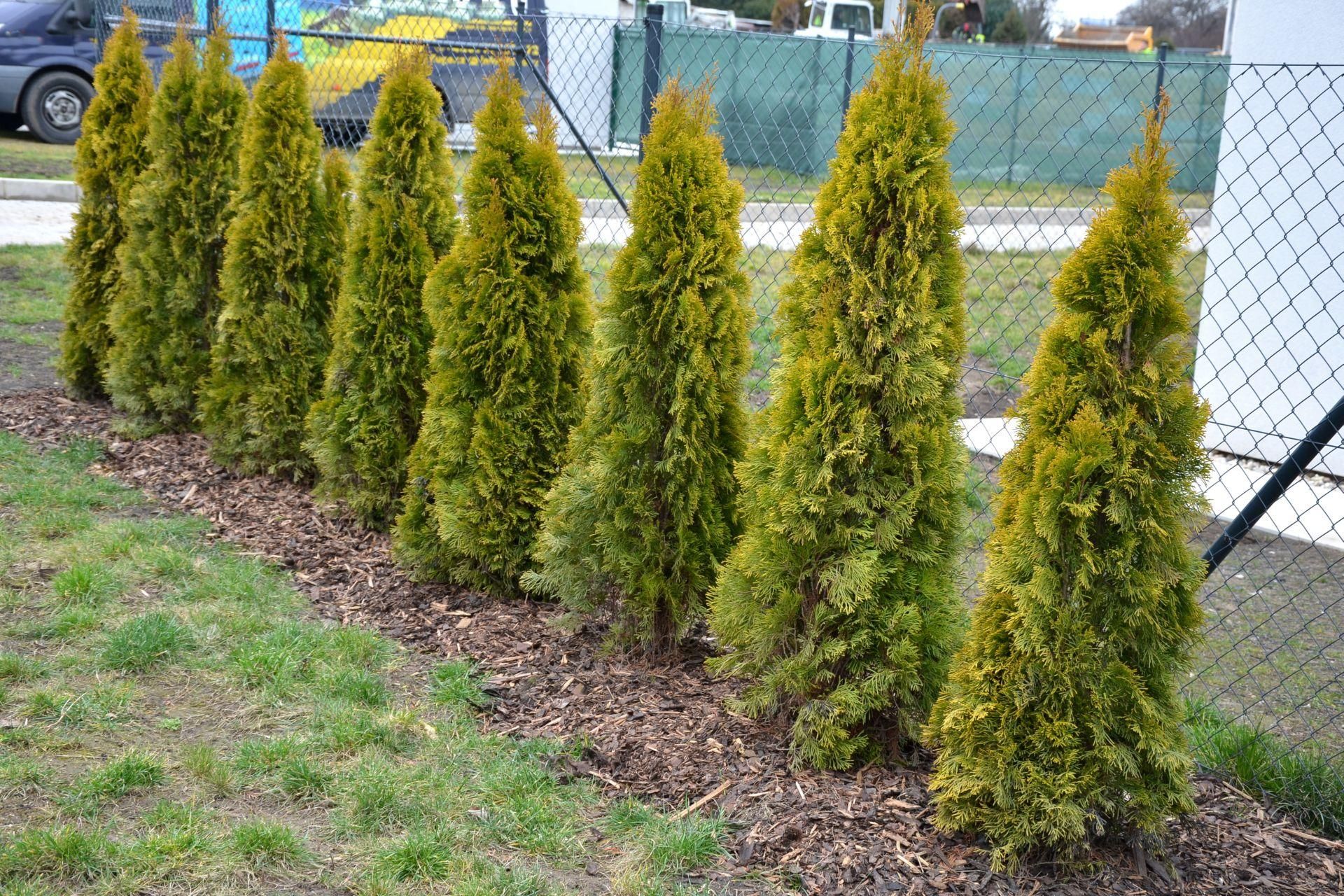 Garden for the winter You have until December 1 to do this with thujas. Without this treatment, you will see dry stalks in spring. How to prepare thuja for winter?