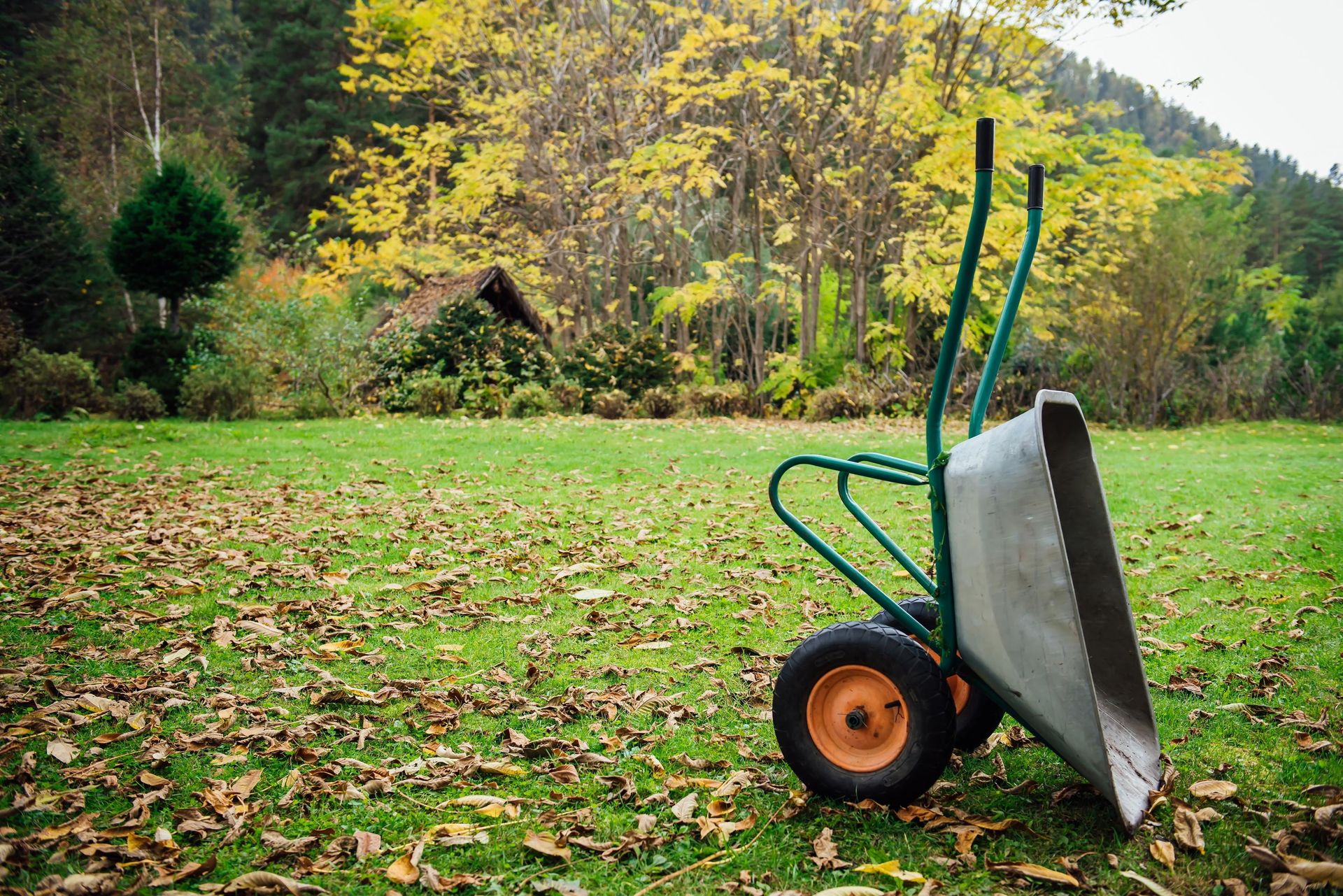 Autumn lawn care Sprinkle this on your garden lawn in November. In spring, the grass will be green and lush. How to care for your lawn in autumn?