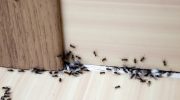 Insects in the house Squeeze into water and spray these places in the house. The ants will leave once and for all. A way to get rid of ants