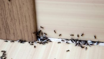 Insects in the house Squeeze into water and spray these places in the house. The ants will leave once and for all. A way to get rid of ants