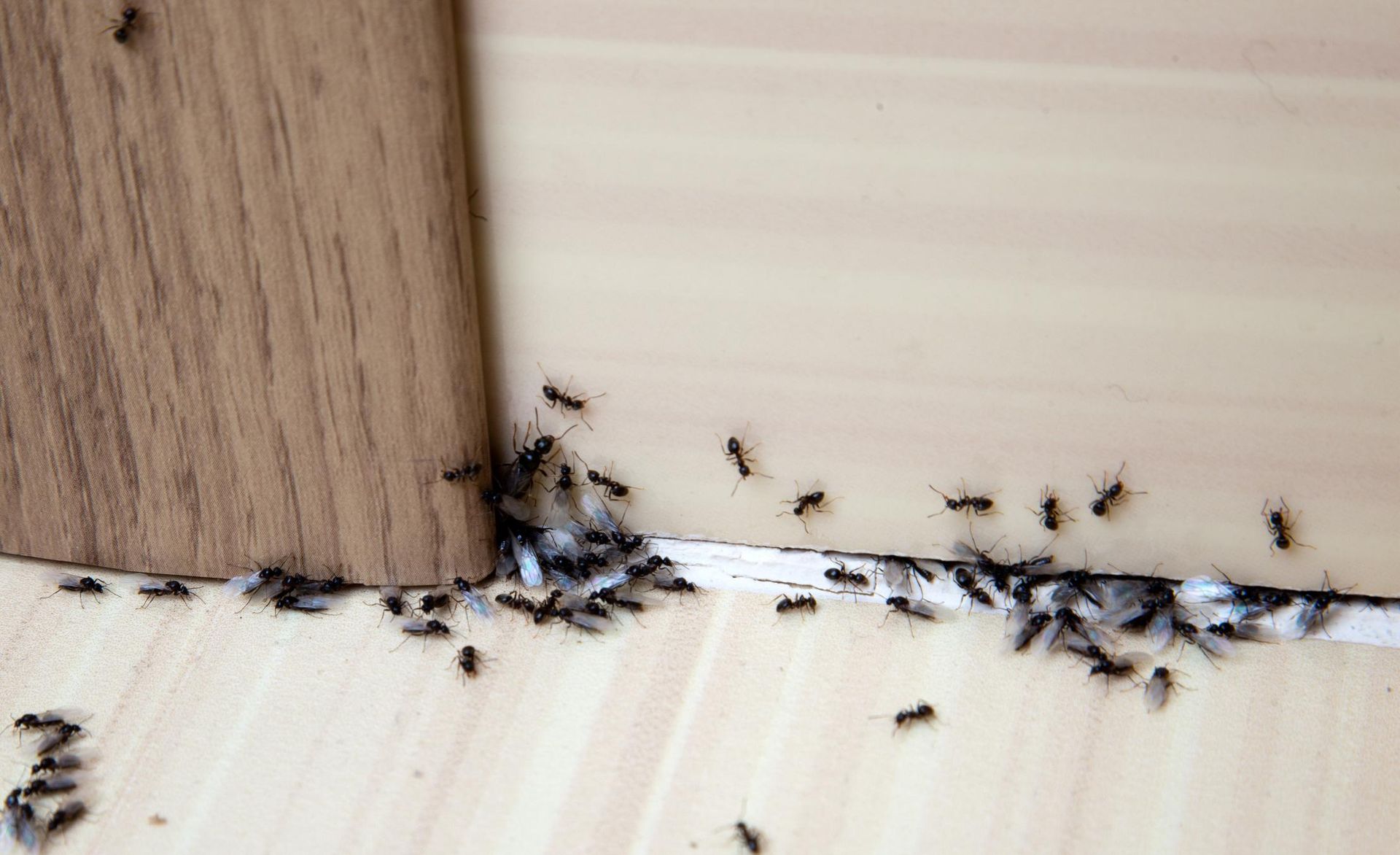Insects in the house Squeeze into water and spray these places in the house. The ants will leave once and for all. A way to get rid of ants