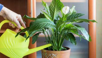 Potted flowers 3 Spathiphyllum cubes will act as a lifesaver for the plant. Like David Hasselhoff, he will put the leaves upright and prevent the flower from wasting away. Spathiphyllum care