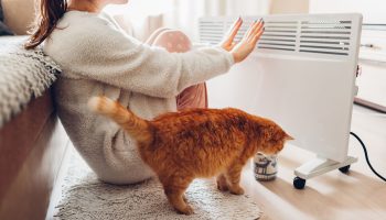 Aromatherapy Cut it and place it on the radiator in the evening. In the morning, the entire apartment will smell beautiful. A homely scent for your room for winter