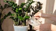 potted flowers Pour a teaspoon into hot water, then water the zamioculcas. Zamia will grow new leaves, they will be large, firm and juicy green
