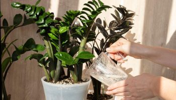potted flowers Pour a teaspoon into hot water, then water the zamioculcas. Zamia will grow new leaves, they will be large, firm and juicy green