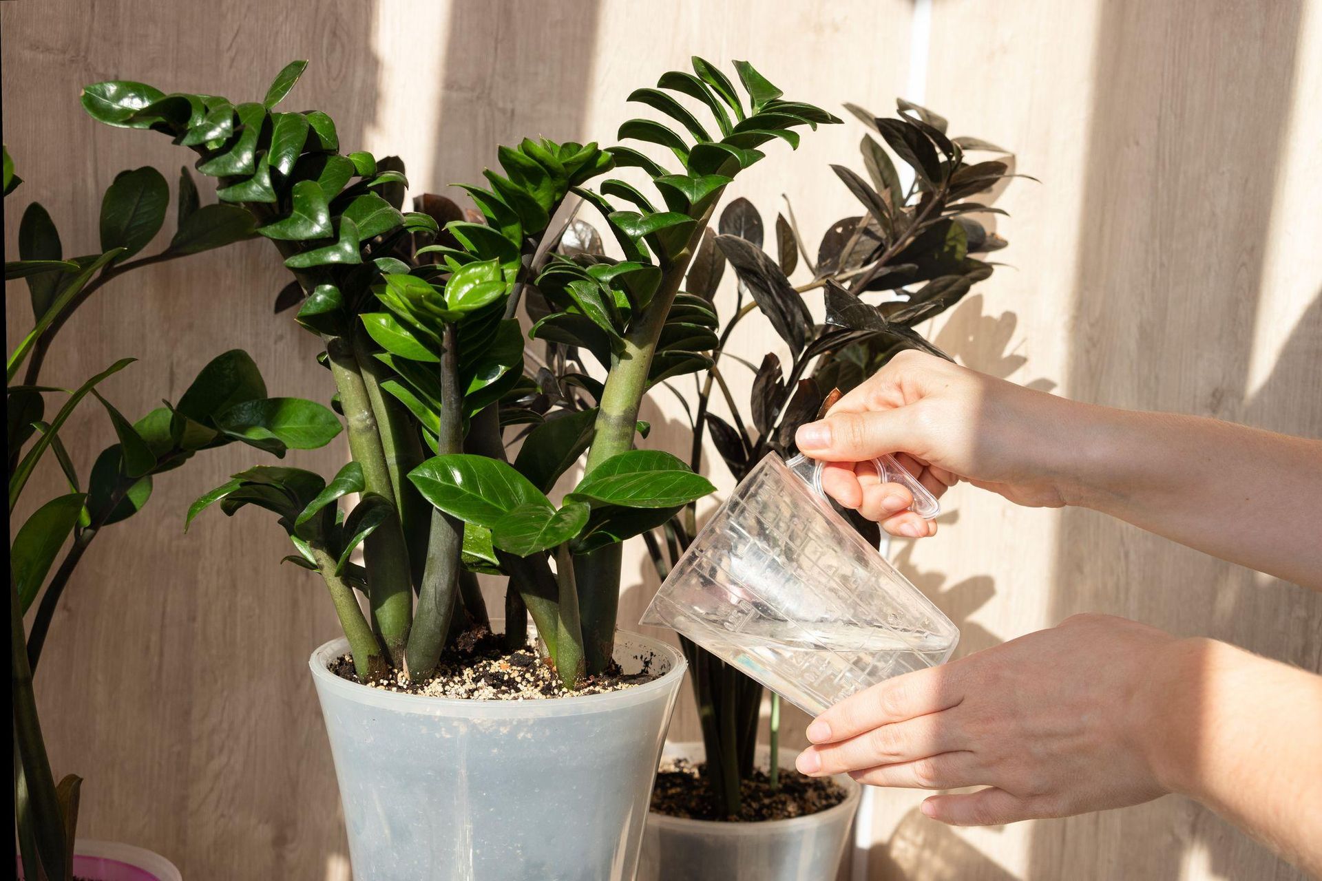 potted flowers Pour a teaspoon into hot water, then water the zamioculcas. Zamia will grow new leaves, they will be large, firm and juicy green