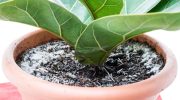 Plant diseases Removes mold from potted plants. Boil it, and when it cools down, pour it into a pot and you will get rid of the blight. How to get rid of mold in a pot