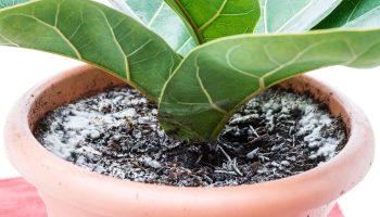 Plant diseases Removes mold from potted plants. Boil it, and when it cools down, pour it into a pot and you will get rid of the blight. How to get rid of mold in a pot