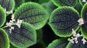 Pilea involucrata. Kwiat przyjaźni, który pięknie wygląda w każdym wnętrzu
