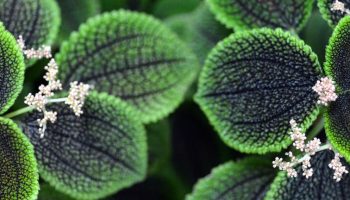 Pilea involucrata. Kwiat przyjaźni, który pięknie wygląda w każdym wnętrzu