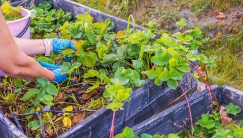 Garden for the winter Do it now with strawberries and in the summer you will harvest kilograms of fruit. This treatment is recommended by professional strawberry growers and should be performed in winter!