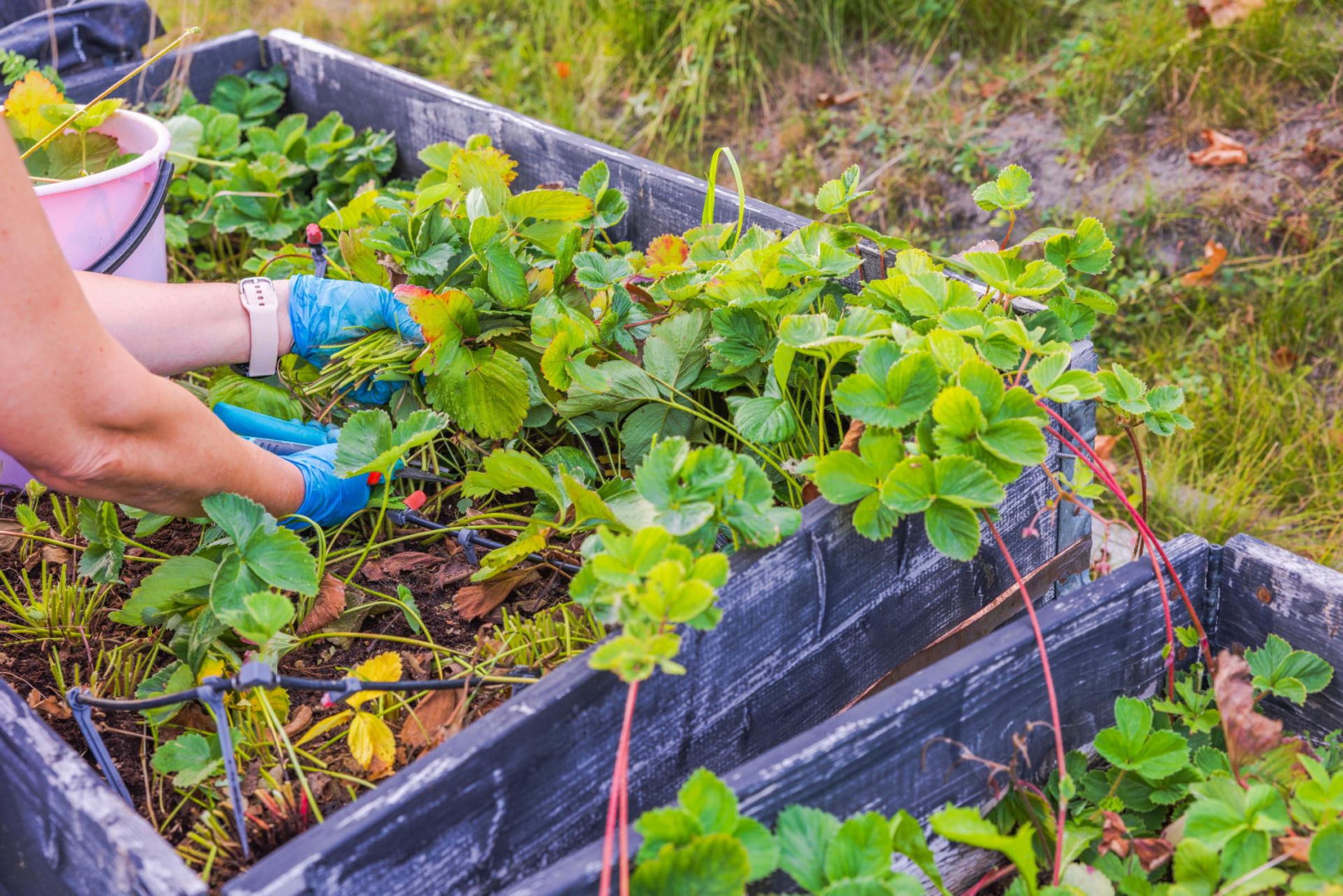 Garden for the winter Do it now with strawberries and in the summer you will harvest kilograms of fruit. This treatment is recommended by professional strawberry growers and should be performed in winter!