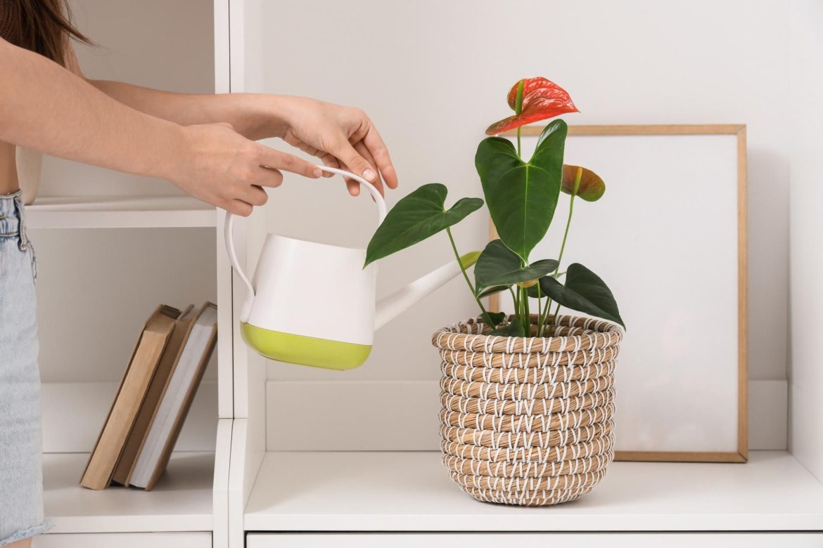 Flower care in a pot A glass of water is enough for the anthurium to bloom like crazy. After a few days, it will produce red flowers. Homemade anthurium conditioner
