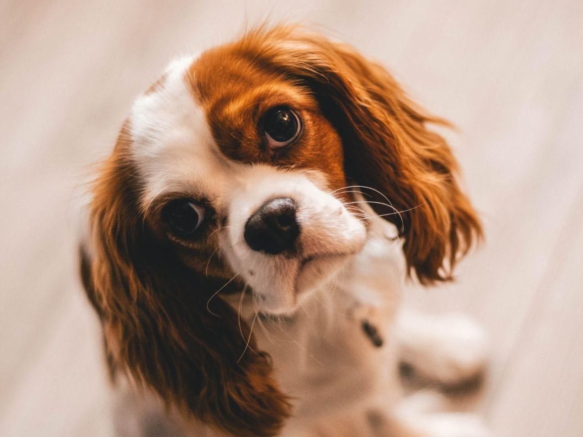 Animals No multiplication by 7. How to really calculate a dog's age? A simple way to check how old your dog is
