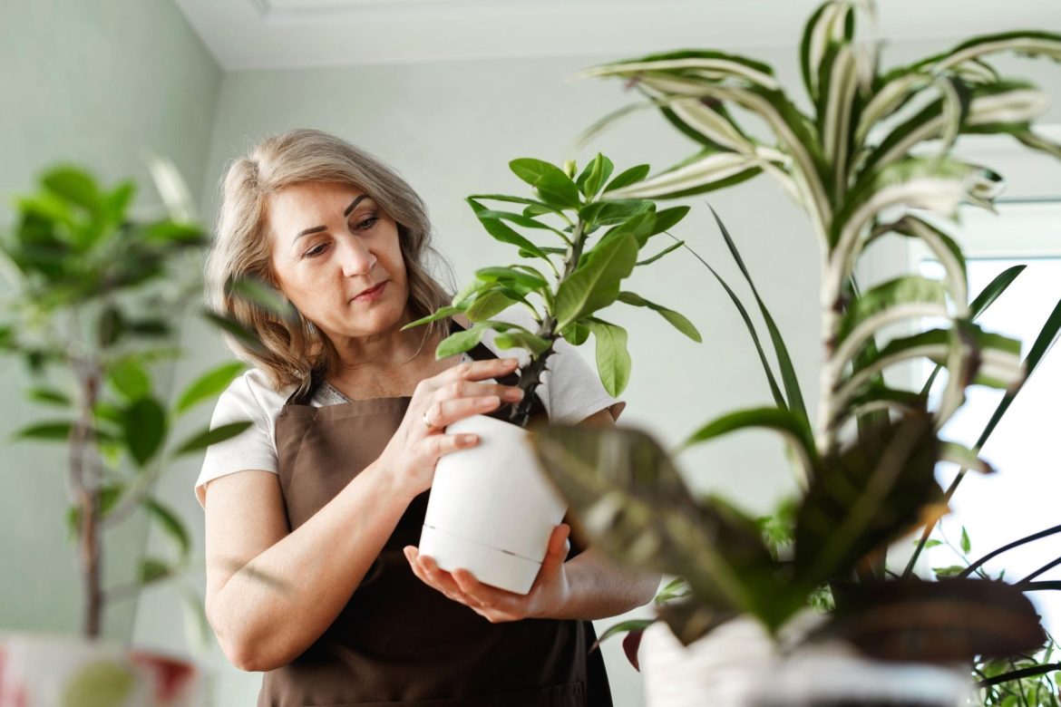 Superstitions about plants It stands on the windowsill and brings bad luck to the household. Because of this plant, conflicts have no end. Plants that attract bad luck

