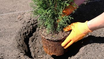 Unlucky trees Whoever plants them in the garden is asking for misfortune. Poles' favorite tree is a symbol of sadness. The importance of plants