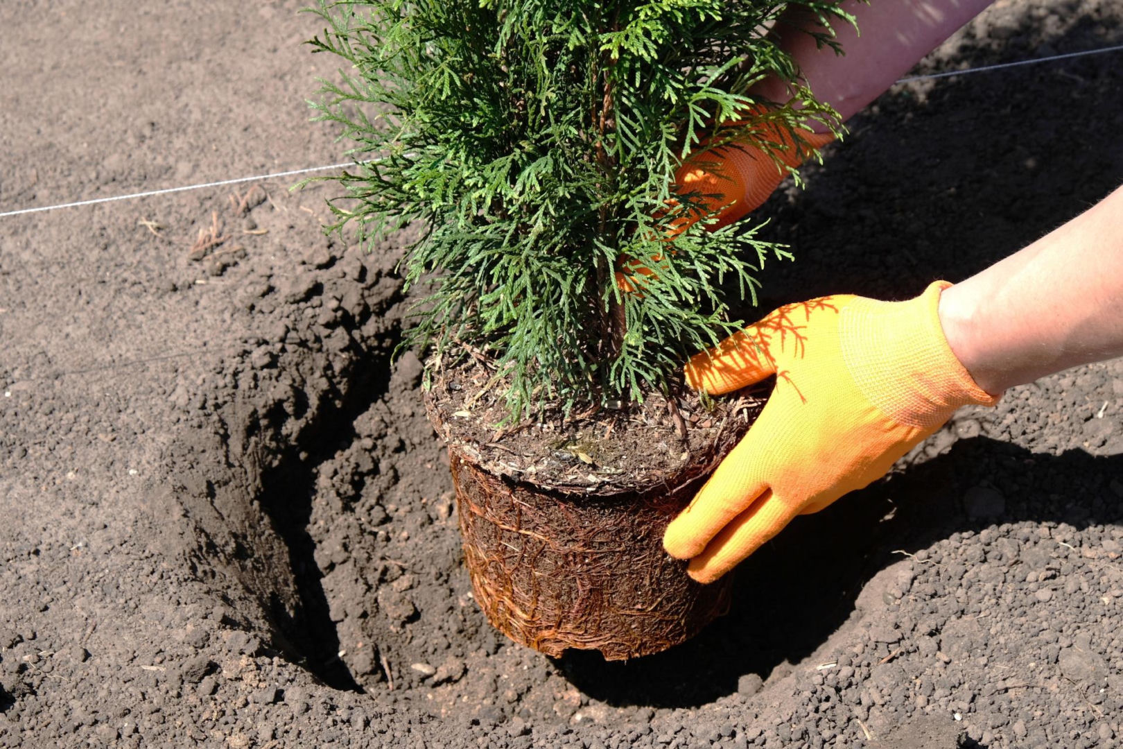 Unlucky trees Whoever plants them in the garden is asking for misfortune. Poles' favorite tree is a symbol of sadness. The importance of plants
