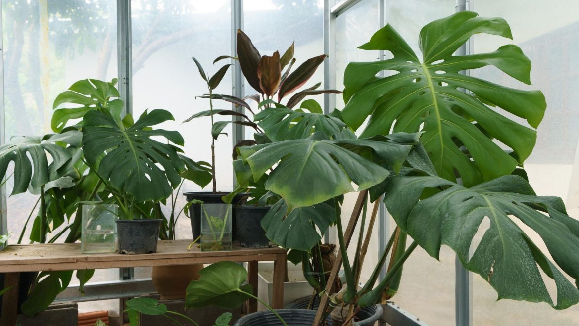Care of potted plants Pour boiling water over 1 tablespoon and pour into the pot. Monstera will grow like crazy. Homemade monstera conditioner
