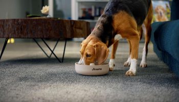 Dogs in winter How to take care of your dog in winter? Here are 5 practical tips for every pet owner on cold days