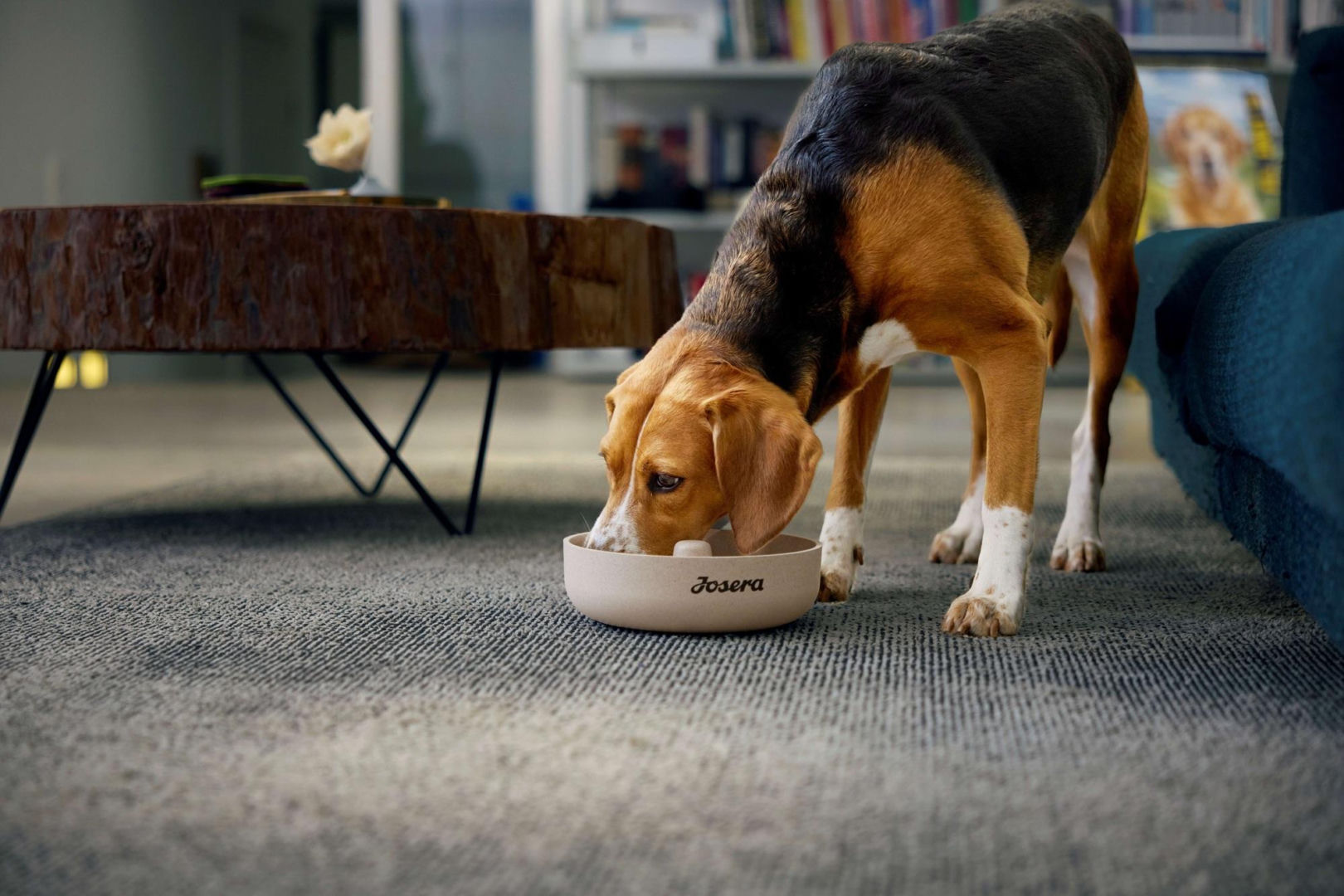 Dogs in winter How to take care of your dog in winter? Here are 5 practical tips for every pet owner on cold days