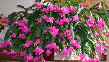 Grudnik - kwiat na Boże Narodzenie