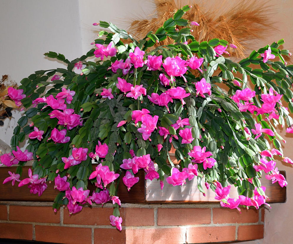 Grudnik - kwiat na Boże Narodzenie