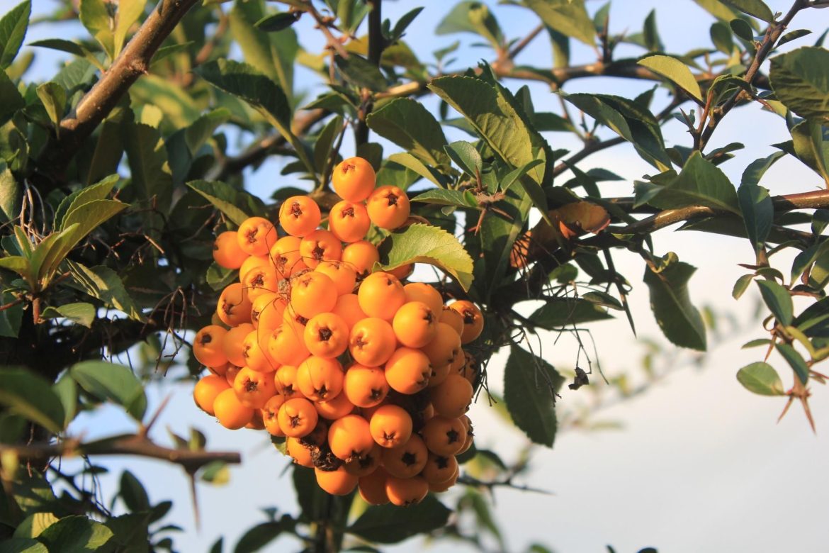 Ways to gain immunity in autumn and winter "whack" Take a shot like this. It has more vitamin C than lemon and supports immunity better than garlic. Drink every day and you will avoid colds and diseases
