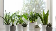 The magic of flowers A popular houseplant attracts bad luck. It is a symbol of misfortune and loneliness, and it stands on many windowsills in Polish homes