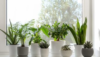 The magic of flowers A popular houseplant attracts bad luck. It is a symbol of misfortune and loneliness, and it stands on many windowsills in Polish homes