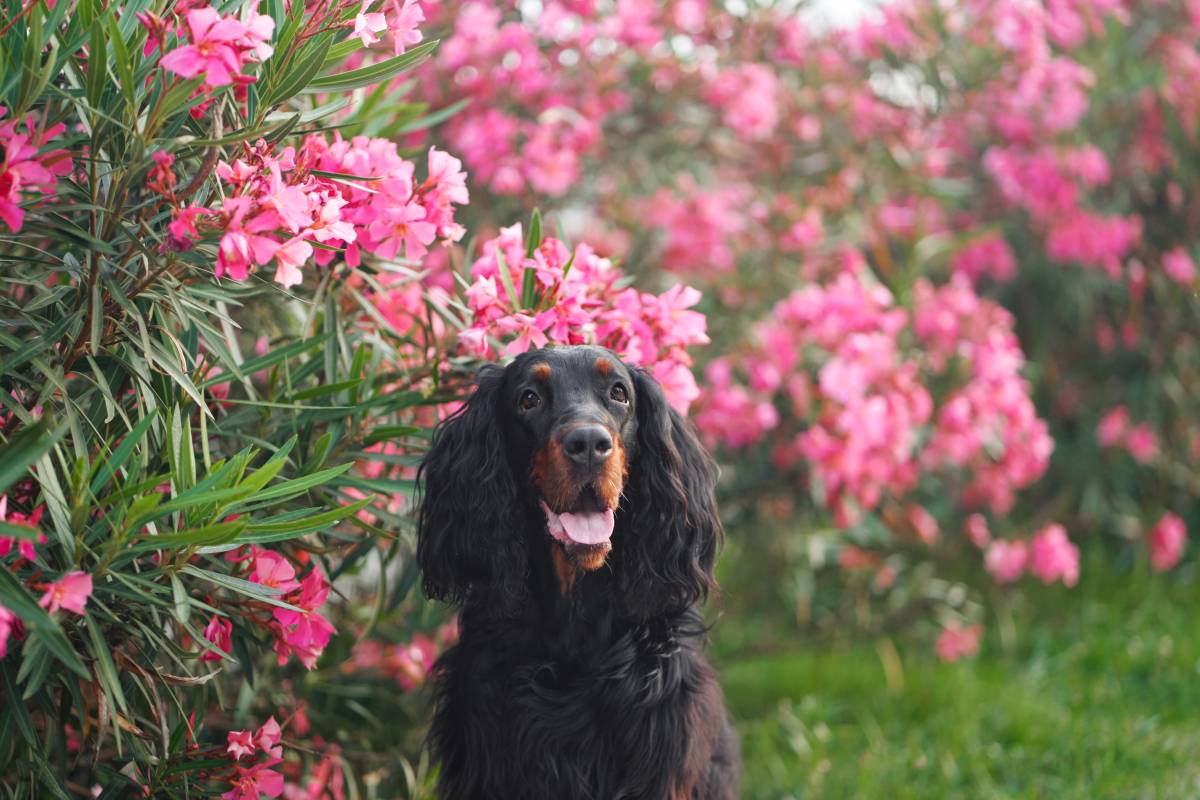 dog next to an oleander