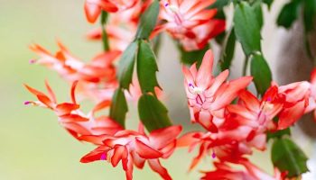 How to fertilize a Christmas cactus with coffee: a natural fertilizer that can work wonders at Christmas