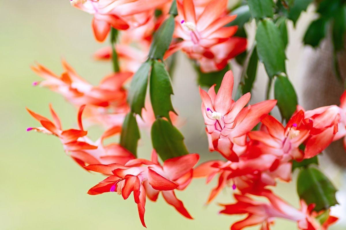 How to fertilize a Christmas cactus with coffee: a natural fertilizer that can work wonders at Christmas
