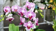 An orchid can die in an instant: places where it is categorically not allowed