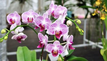 An orchid can die in an instant: places where it is categorically not allowed