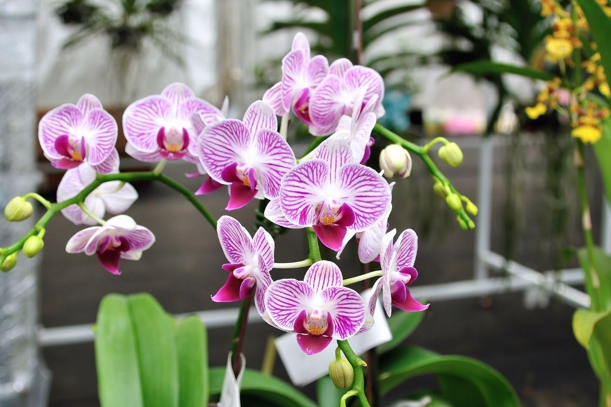 An orchid can die in an instant: places where it is categorically not allowed