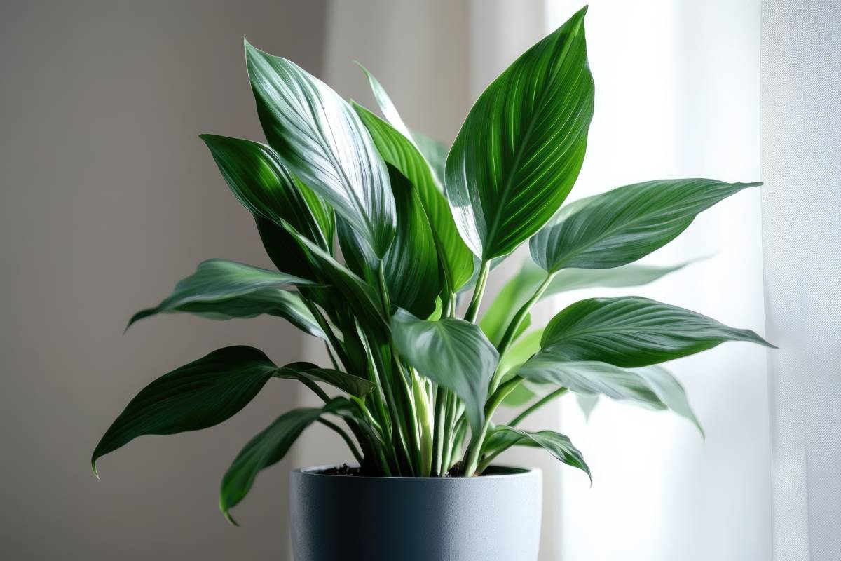 Aspidistra, among the plants that don't get too much light