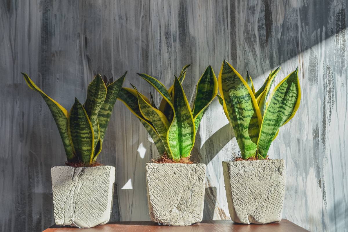 Sansevieria, which lives with little light in autumn 