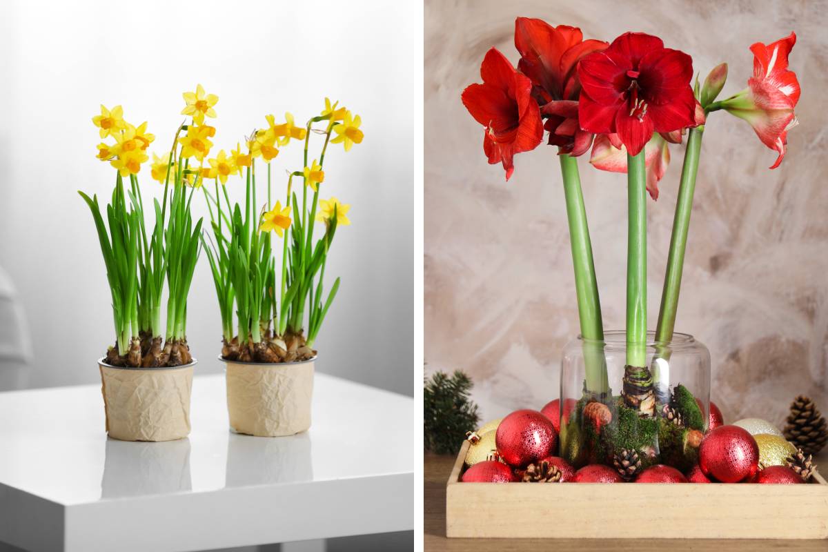 daffodils and amaryllis, bulbous plants indoors in winter